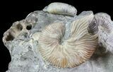 Ammonite (Hoploscaphites) & Baculites Association - South Dakota #6123-2
